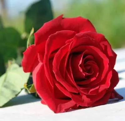 Срезанные цветы