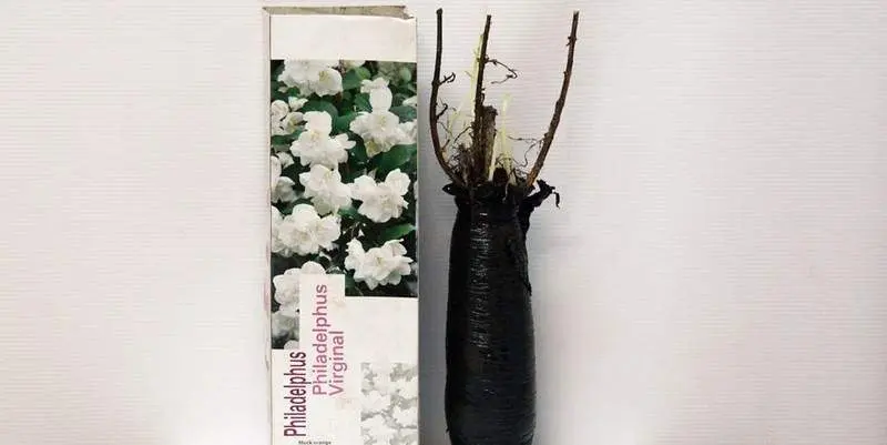 Растение открытого грунта Саженец жасмин Д10 Н40