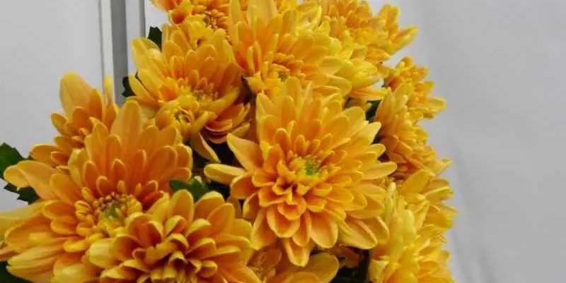 Милана Бронз